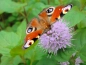 Preview: Insektenfreundliches Teichpflanzen Sortiment